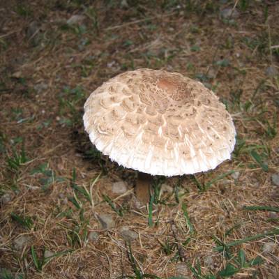 mushroom picking (1 of 1)-4.jpg